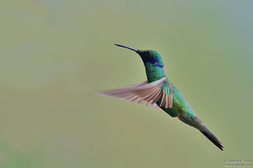Colibri d'Anaïs adulte