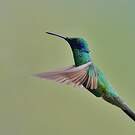 Colibri d'Anaïs