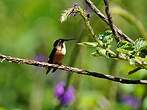 Colibri d'Héliodore