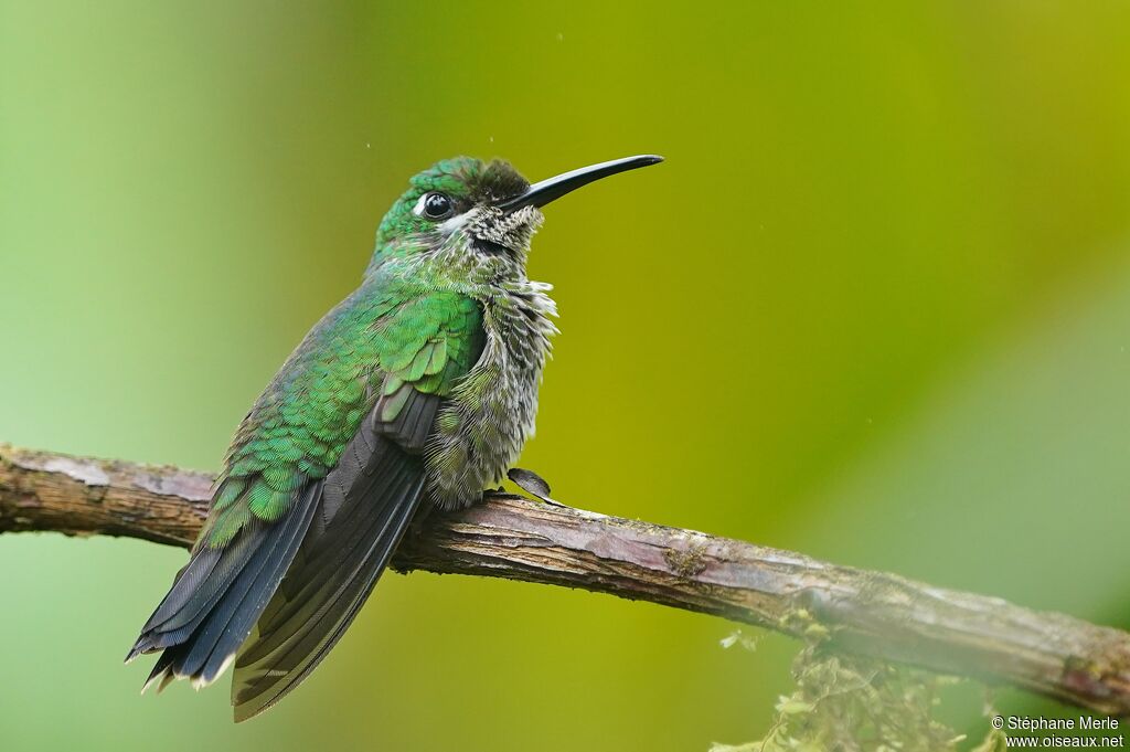 Purple-bibbed Whitetip