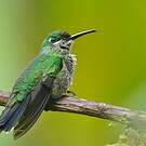 Colibri de Benjamin