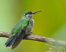 Purple-bibbed Whitetip