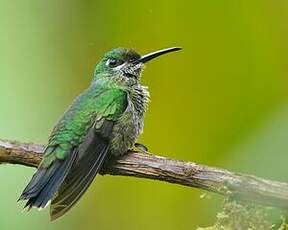 Colibri de Benjamin