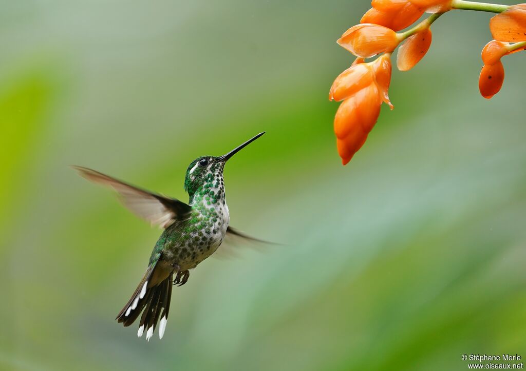 Purple-bibbed Whitetip female adult