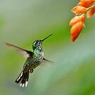 Colibri de Benjamin