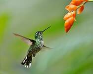 Colibri de Benjamin