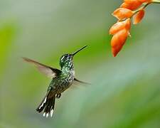 Purple-bibbed Whitetip