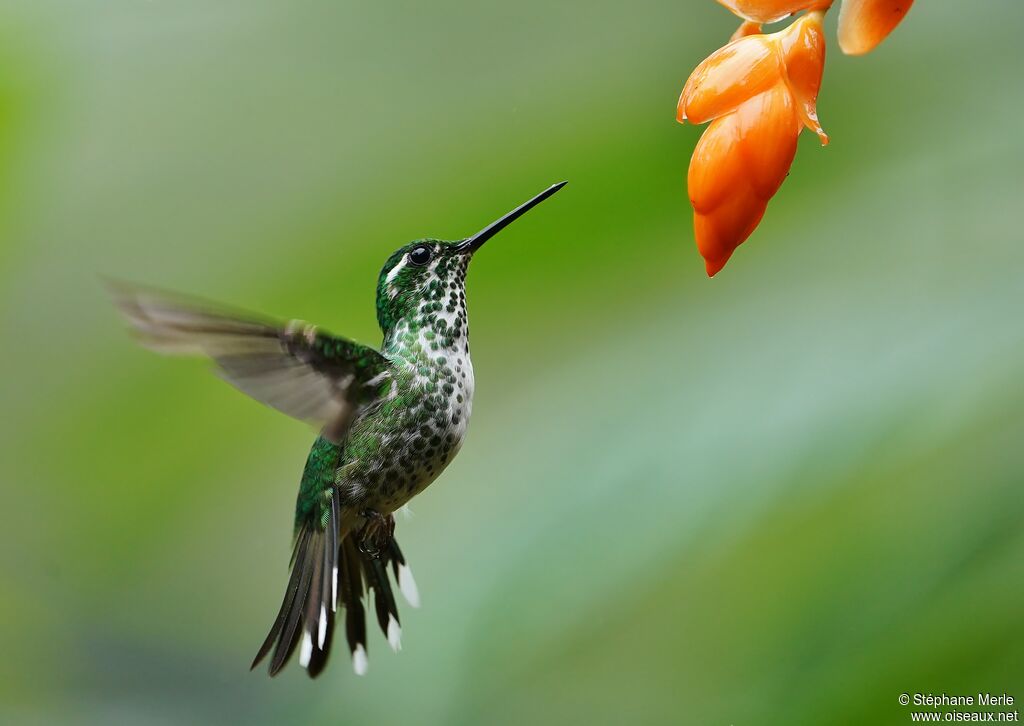 Purple-bibbed Whitetip female