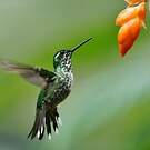 Colibri de Benjamin