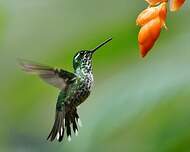 Colibri de Benjamin