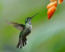 Purple-bibbed Whitetip