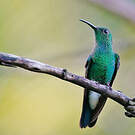 Colibri de Buffon
