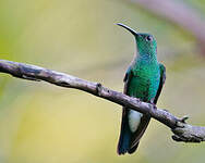 Colibri de Buffon