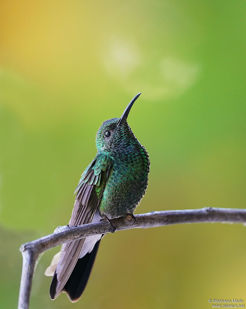 White-vented Plumeleteer