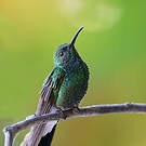 Colibri de Buffon