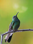 Colibri de Buffon