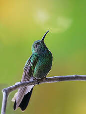 Colibri de Buffon