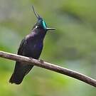 Colibri de Delalande