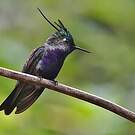 Colibri de Delalande