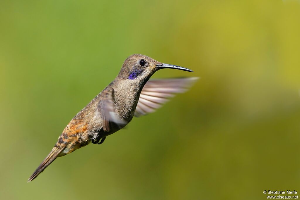 Brown Violetearadult