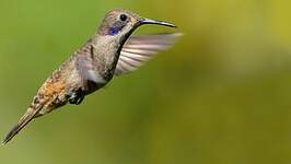 Colibri de Delphine