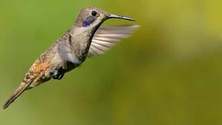 Brown Violetear