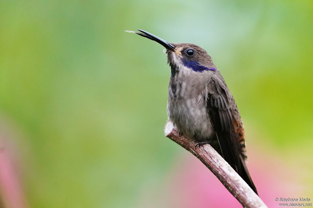 Brown Violetear