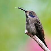 Brown Violetear