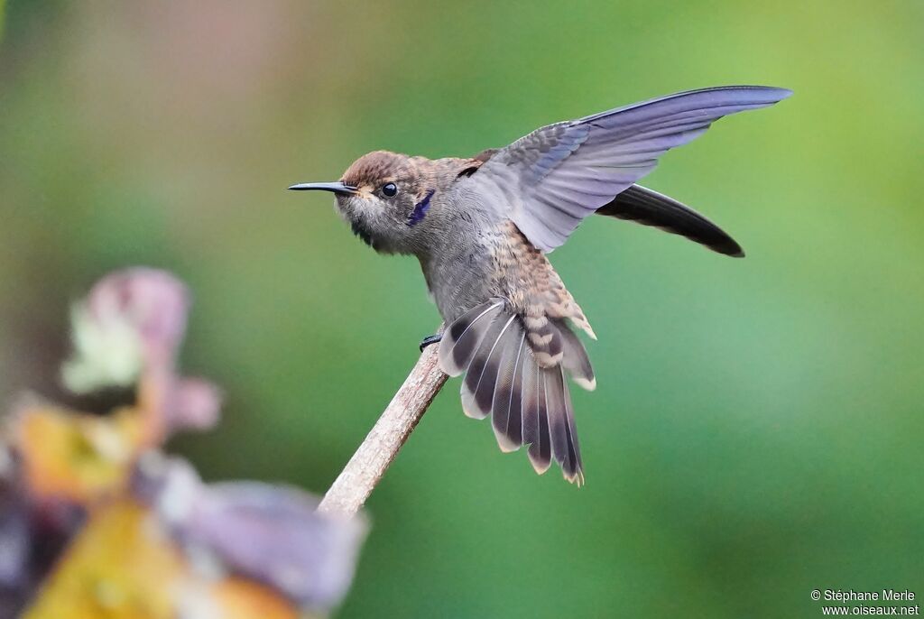 Brown Violetearadult