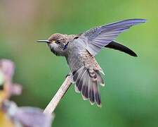 Brown Violetear