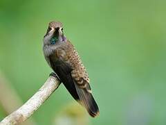 Brown Violetear