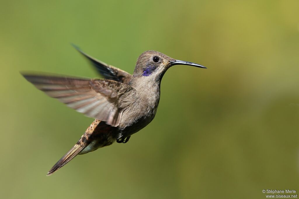 Brown Violetear