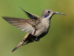 Brown Violetear