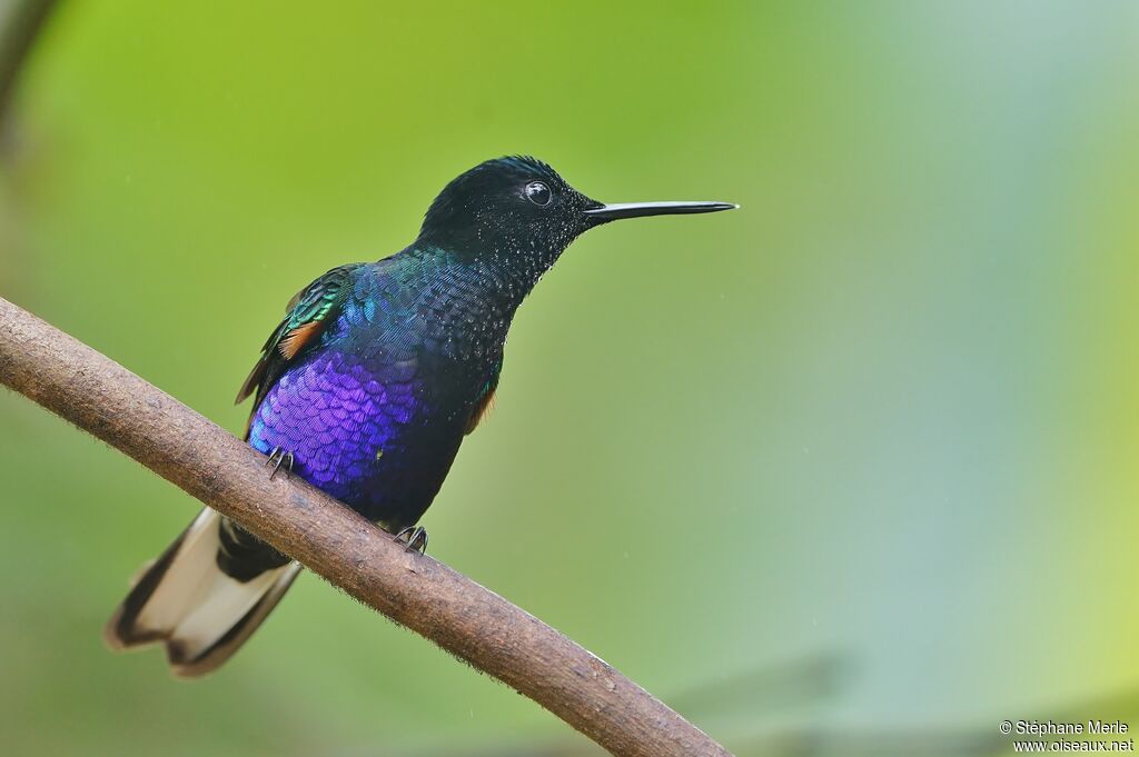 Colibri de Jardine mâle adulte