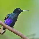 Colibri de Jardine