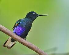 Velvet-purple Coronet