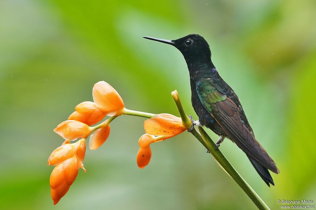 Colibri de Jardine mâle