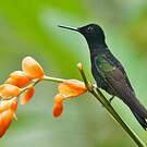 Colibri de Jardine