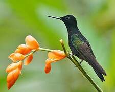 Velvet-purple Coronet