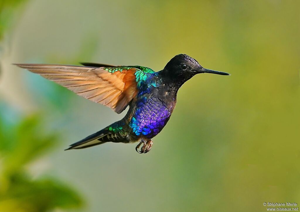 Colibri de Jardine mâle adulte