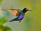 Colibri de Jardine