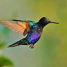 Colibri de Jardine