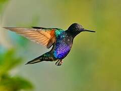 Velvet-purple Coronet