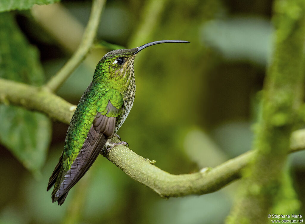 Colibri de Lafresnaye femelle