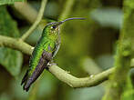 Colibri de Lafresnaye