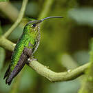 Colibri de Lafresnaye