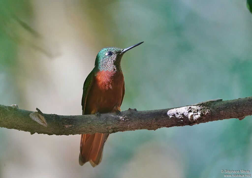 Colibri de Matthews mâle adulte