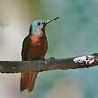 Colibri de Matthews