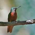 Colibri de Matthews