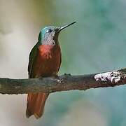 Chestnut-breasted Coronet